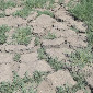 После паводков в Казахстане ожидается засуха в мае-июне