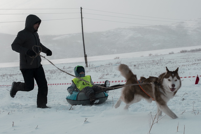 Гонки на собачьих упряжках состоялись в Усть-Каменогорске