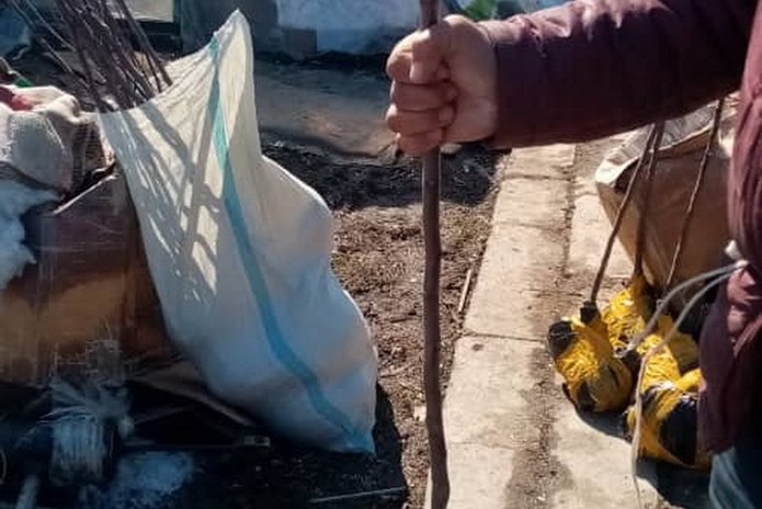 Большой выбор саженцев для сада от 1500 тенге!