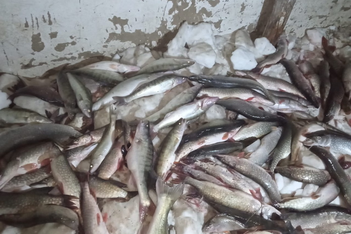 В ВКО полицейские изъяли более 5 тонн незаконно добытой рыбы