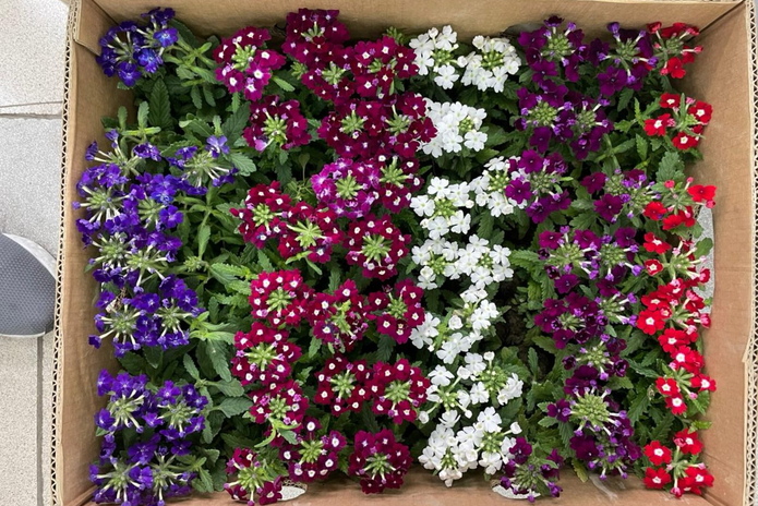 Новое поступление саженцев и цветов для сада от 1500 тенге!