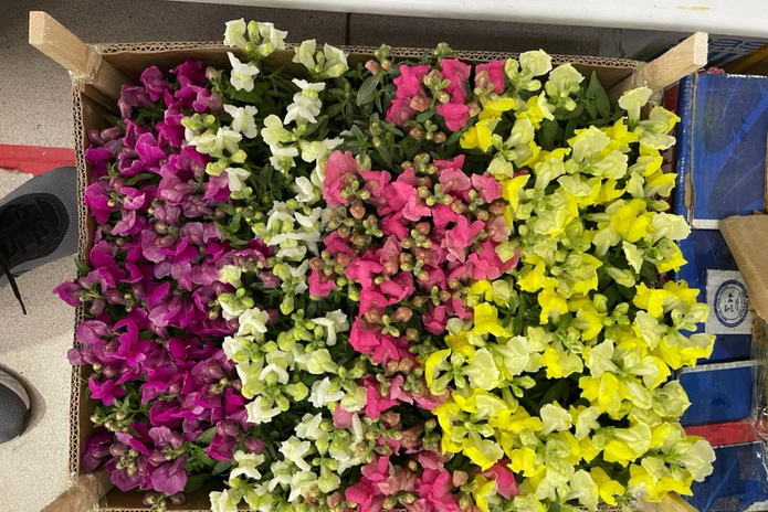 Новое поступление саженцев и цветов для сада от 1500 тенге!