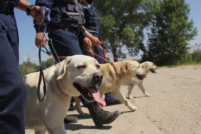 За безопасностью на водоемах начали следить собаки-спасатели