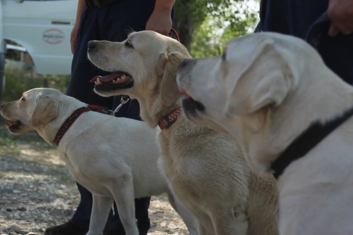 За безопасностью на водоемах начали следить собаки-спасатели