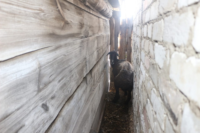 В ВКО полицейские помогли отыскать загадочно пропавшую овцу