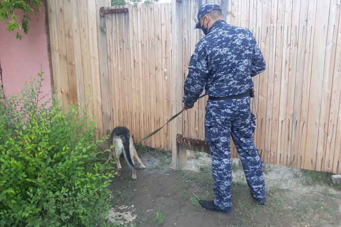 В ВКО полицейские помогли отыскать загадочно пропавшую овцу