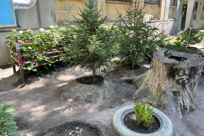 Во дворе дома по улице Новаторов пенсионер своими силами выращивает культурные растения