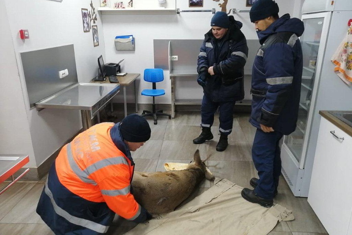 Спасение ежей, коров, голубей и, конечно, людей: не отказывали никому