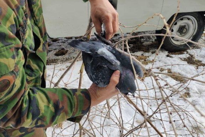 Спасение ежей, коров, голубей и, конечно, людей: не отказывали никому