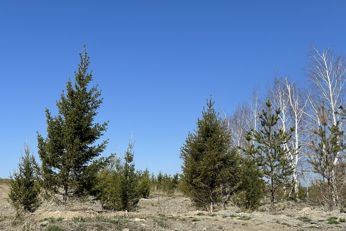 В Усть-Каменогорске запускают систему капельного полива деревьев