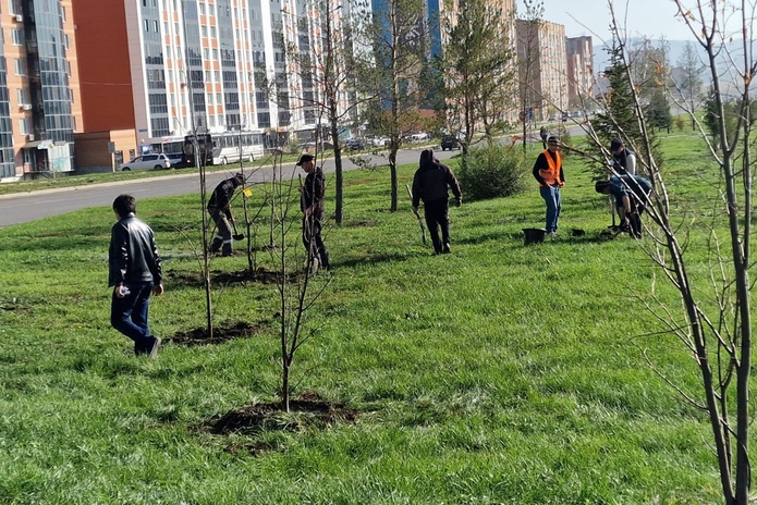 500 новых деревьев высаживают в Усть-Каменогорске