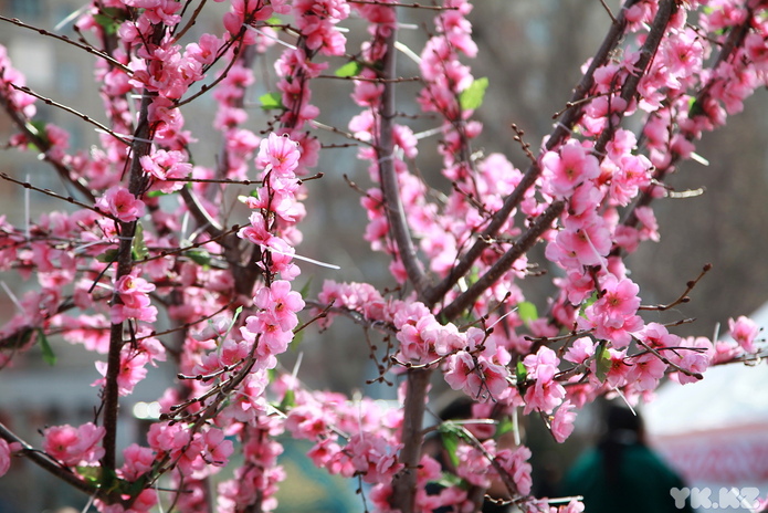 В Усть-Каменогорске отмечают Наурыз мейрамы
