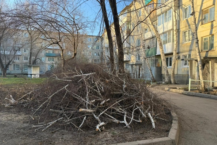 В Усть-Каменогорске продолжают калечить берёзы