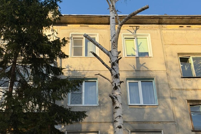 В Усть-Каменогорске продолжают калечить берёзы