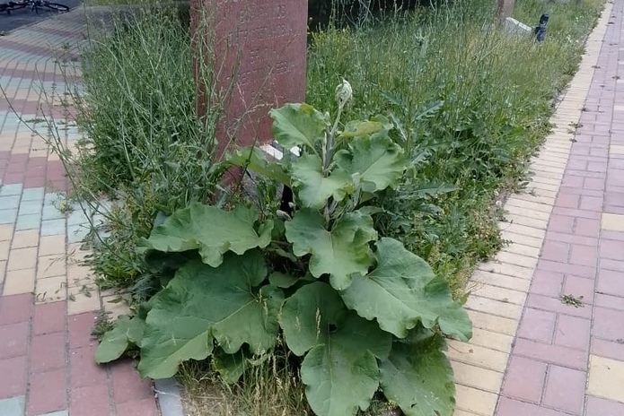 Парк Победы в Усть-Каменогорске зарастает сорняками