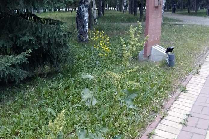 Парк Победы в Усть-Каменогорске зарастает сорняками
