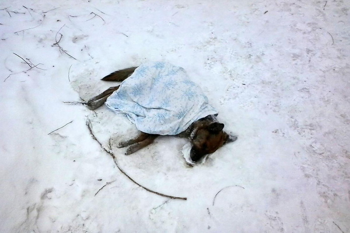 Не спасли