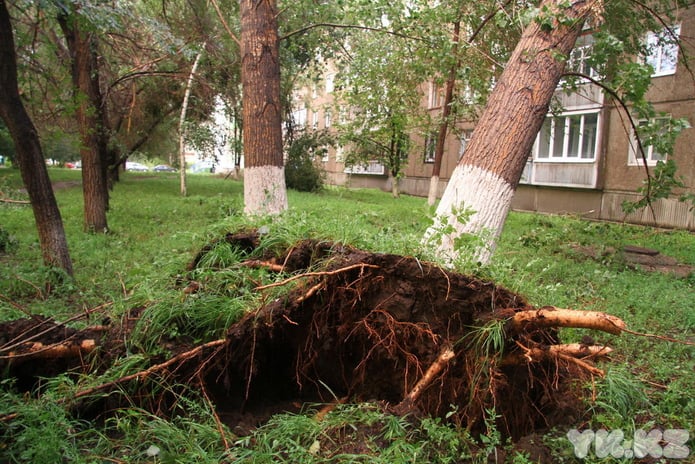 Старый клён стучит в окно (+фото)