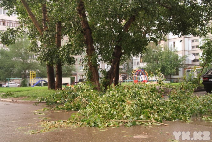 Старый клён стучит в окно (+фото)