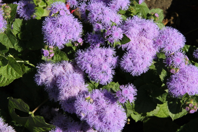 Форум для развития