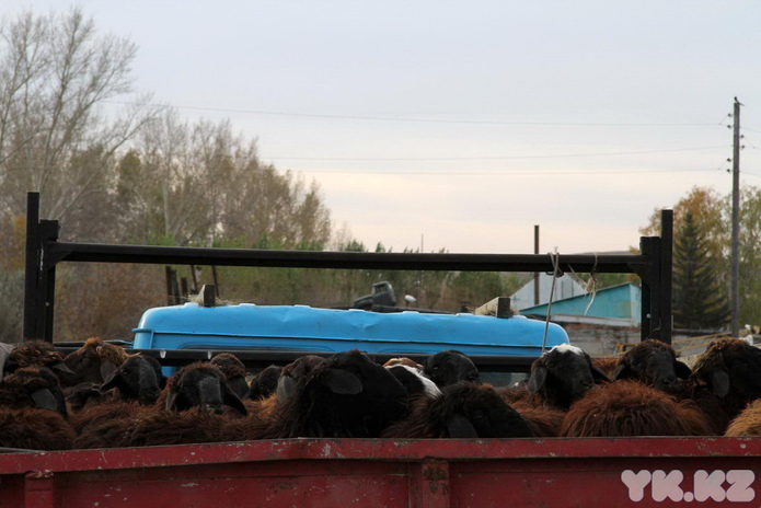 Праздник согласия (+фото)