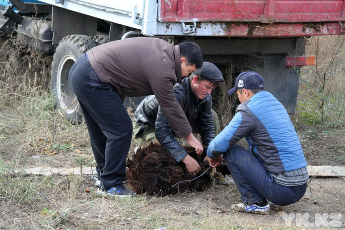 Праздник согласия (+фото)