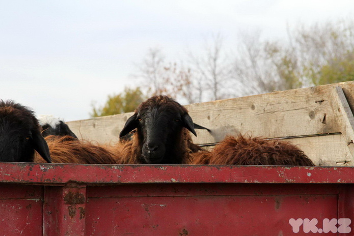 Праздник согласия (+фото)