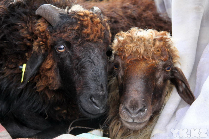 Праздник согласия (+фото)