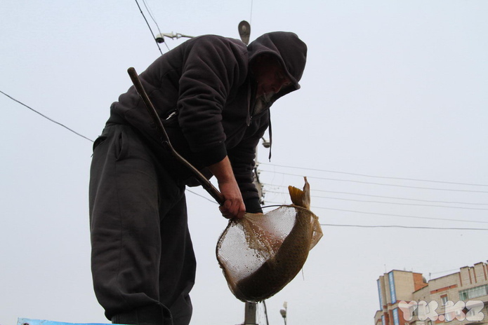 Эх, хвост, чешуя (+фото)