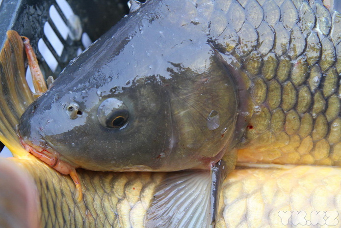 Эх, хвост, чешуя (+фото)