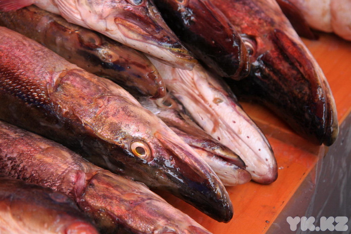 Эх, хвост, чешуя (+фото)