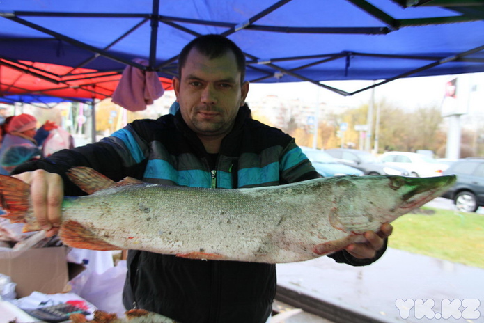 Эх, хвост, чешуя (+фото)