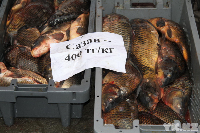 Эх, хвост, чешуя (+фото)