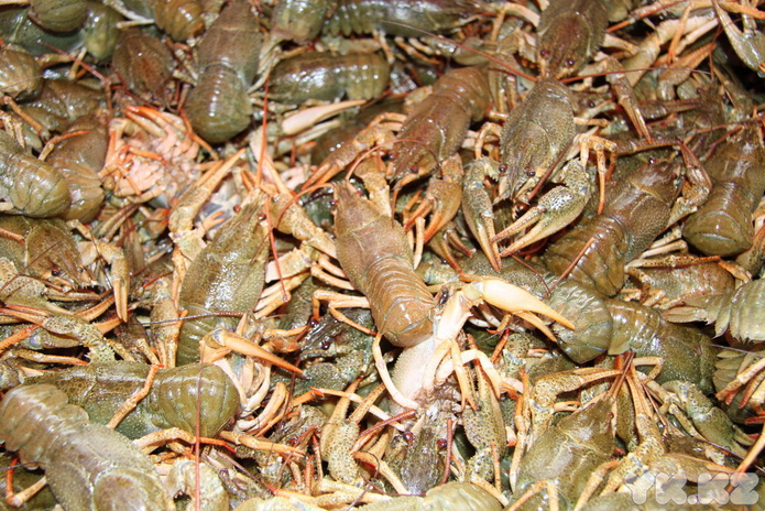 Эх, хвост, чешуя (+фото)