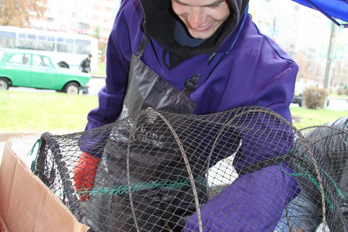 Эх, хвост, чешуя (+фото)