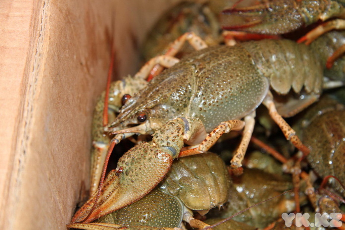 Эх, хвост, чешуя (+фото)