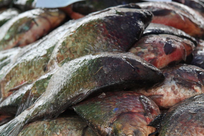 Эх, хвост, чешуя (+фото)