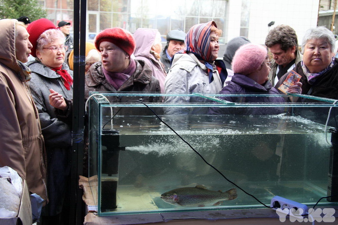 Эх, хвост, чешуя (+фото)