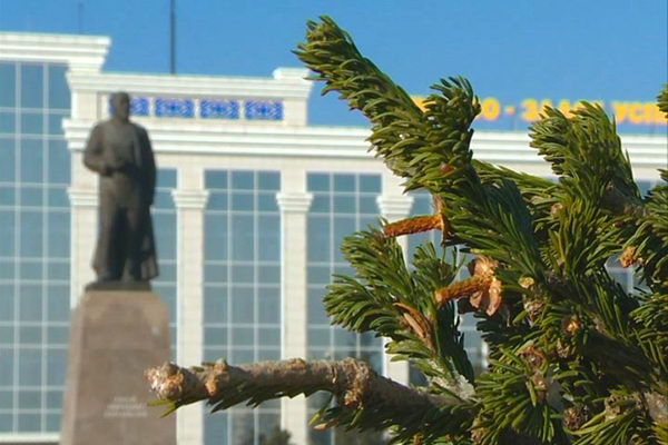 Из леса к нам пришла