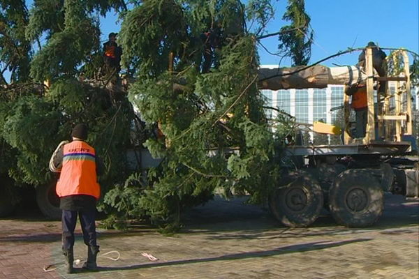 Из леса к нам пришла