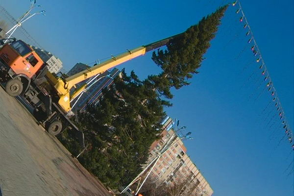 Из леса к нам пришла