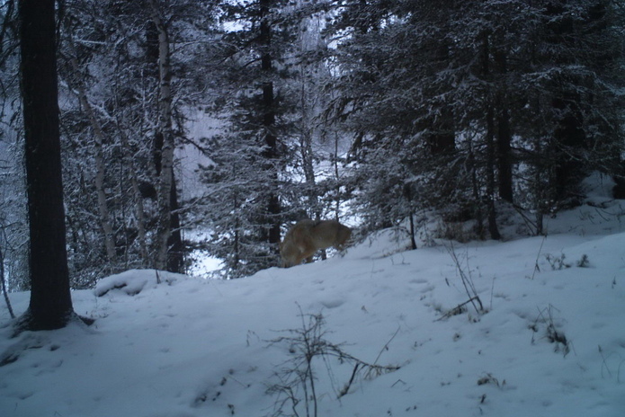 Первые шаги 
