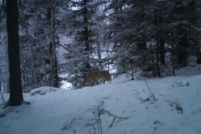 Первые шаги 