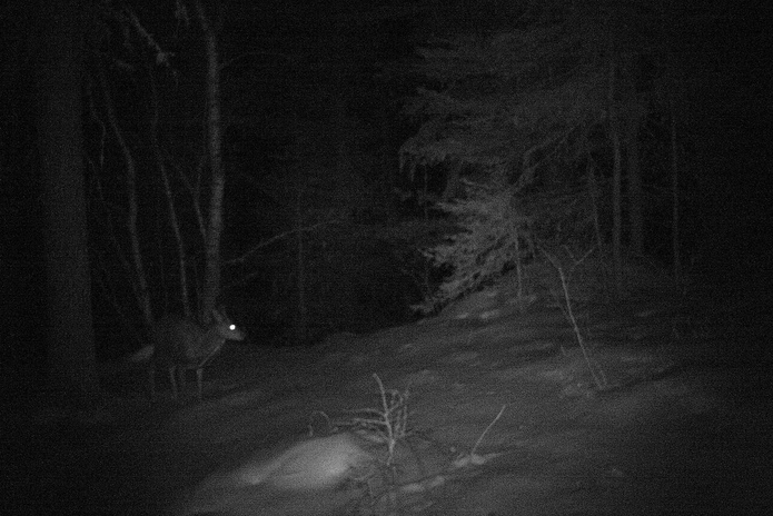 Первые шаги 