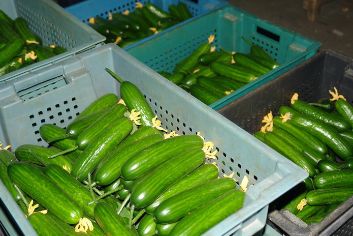 Огурцы уродились