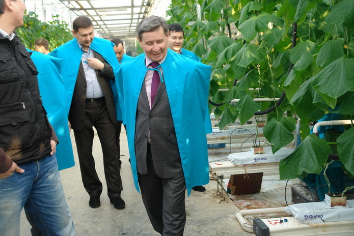 Огурцы уродились