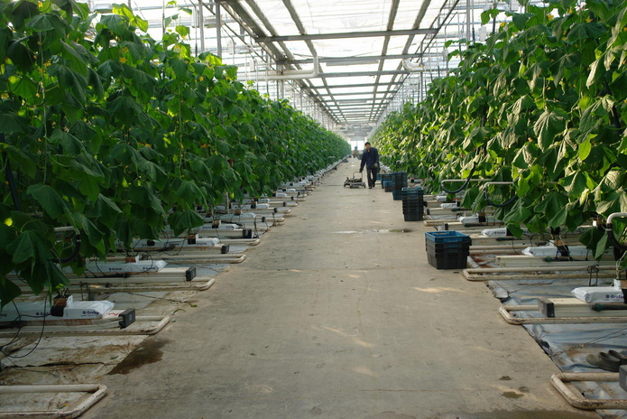 Огурцы уродились