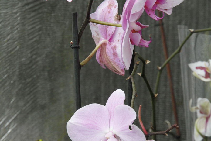 Что делает женщину счастливой? - PR