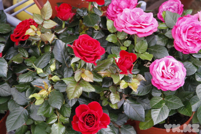 Что делает женщину счастливой? - PR