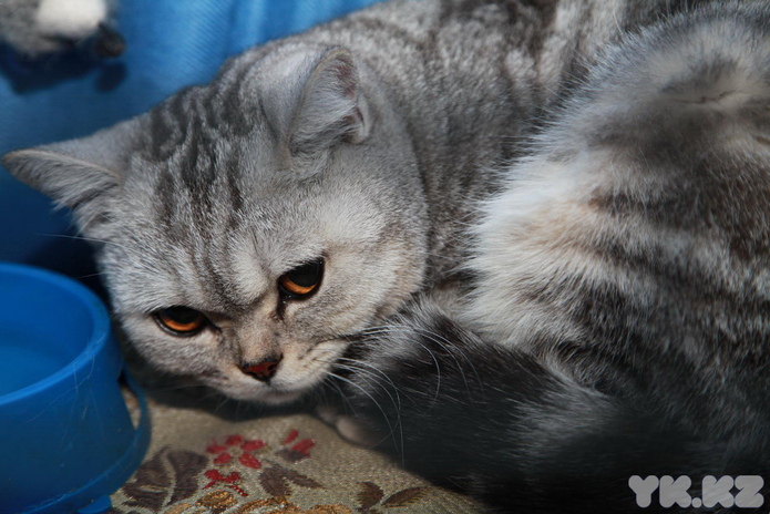 Кошкин апрель (+фото)